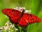 Hra Nature Jigsaw Puzzle Butterfly