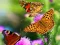 Hra Butterfly Slide