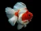 Hra Gold Fish Jigsaw Puzzle