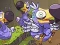 Hra Save The Dodos