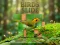 Hra Birds Slide