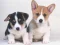Hra Cute Puppies Puzzle