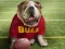 Hra Funny Doggy
