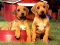 Hra Puppy Pairs Puzzle