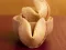 Hra Fortune Cookies