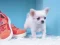 Hra Lovely Puppy Puzzle