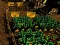 Hra Pixel Farm