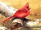 Hra Art Birds Puzzle