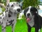 Hra Dog Simulator 3d