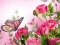 Hra Butterflies Puzzle