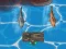 Hra Titanic Shark Attacks