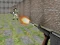 Hra Bullet Fire