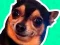 Hra What meme dog are you ?