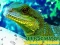 Hra Chinese Water Dragon Jigsaw