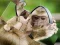 Hra Chimpanzee Jigsaw