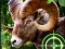 Hra Crazy Goat Hunter 2020