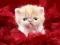 Hra Funny Kitty