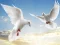 Hra Flying Birds