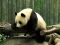 Hra Pandas Puzzle