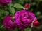 Hra Purple Roses