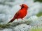 Hra Birds Puzzle