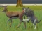 Hra Wolf Life Simulator