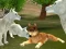 Hra Wild Wolves Hunger Attack