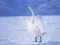 Hra Graceful Swans