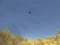 Hra Toucan Shooter