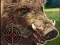 Hra Boar Hunting Jigsaw
