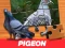 Hra Pigeon Jigsaw Puzzle