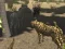 Hra African Cheetah Hunting Simulator