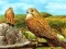 Hra Birds of Prey Slide