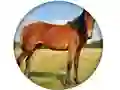 Hra Animal Quiz