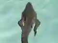 Hra Crocodile Simulator Beach Hunt
