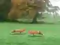 Hra Hunted Fox