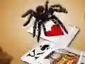 Hra Jumping Spider