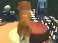 Hra Dog Simulator: Puppy Craft