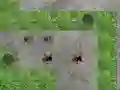 Hra Spider Tower Defence