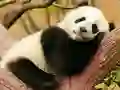 Hra Animal Differences
