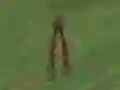 Hra Dino Hunt