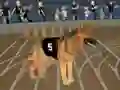 Hra Crazy Dog Racing Fever