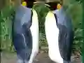 Hra Penguin Puzzle