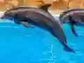 Hra Sea Dolphin Jigsaw
