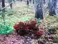 Hra Bernati Forest Adventure