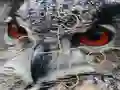 Hra Wild owl Jigsaw