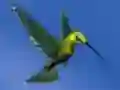 Hra Hummingbird House Escape