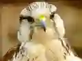 Hra Gyrfalcon Jigsaw