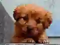 Hra Puppy Puzzle