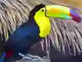 Hra Toucan Bird Jigsaw